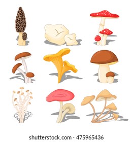 set edible mushrooms with shadow, three-dimensional on white background
