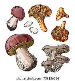 Set of edible mushrooms. A sketch of food drawn by a black line. Colorful drawing of food. Autumn harvest wild mushrooms. Boletus edulis, chanterelles