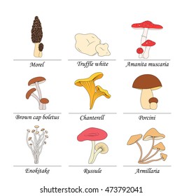 set of edible mushrooms with titles on white background.