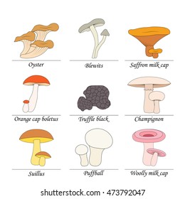 Mushroom Set Icons Cartoon Style Big Stock Vector (Royalty Free ...