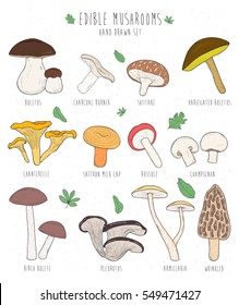 Set of edible mushrooms with titles on white background.  Hand drawn vector illustration collection boletus, charcoal, shiitake, chanterelle. Colorful. 