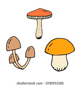 Set of edible mushrooms. Vector hand-drawn doodle illustration.