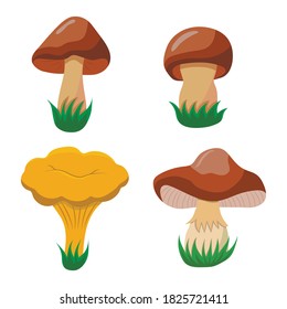 set of edible mushrooms, vector illustration