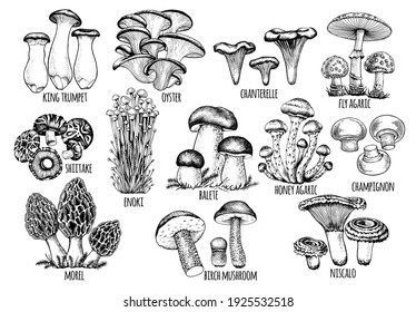 set edible mushrooms Vector illustration drawn by hand, family of different mushrooms, graphic drawing with lines, cut truffle, porcini mushroom, shiitake and chanterelles isolated on white background