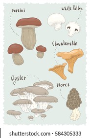 Set of edible mushrooms. Vector illustration