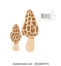 Set of edible mushrooms.Group of morel,morchella mushrooms isolated on white background.Simplified vector illustration with title.