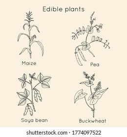 Set of edible plants. Hand drawn botanical vector illustration