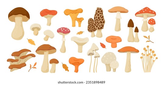 Set of edible and poisonous mushrooms collection. Cartoon vector illustration. Cep, Boletus, Champignon, Chanterelle, Aspen, Amanita, Morel, Oyster mushrooms, Russula, Niscalo. Autumn harvest. 