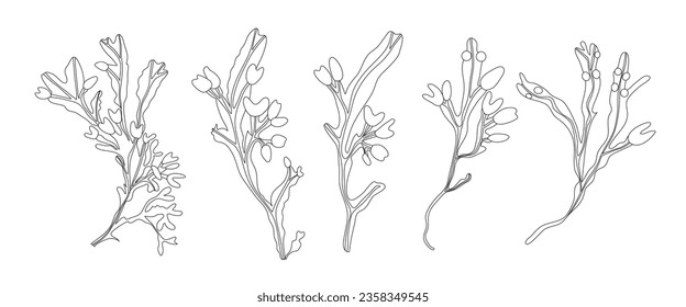 Set of edible seaweed fucus or bladder wrack. Algae healthy supplement. Line style vector illustration