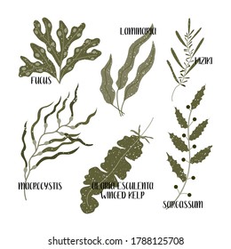 Set of edible seaweeds. Brown algae or Phaeophyceae. Fucus, Laminaria, Hiziki, Sargassum, Macrocystis, Winged kelp, Alaria esculenta. Sea vegetables. Vector flat illustration, isolated on white