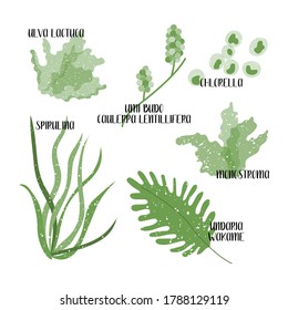 Set of edible seaweeds. Green algae. Sea vegetables. Umi budo, Caulerpa lentillifera, Chlorella, Wakame, Undaria, Monostroma, Ulva lactuca, Spirulina. Vector flat illustration, isolated on white