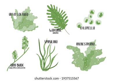 Set of edible seaweeds. Green algae. Sea vegetables. Umi budo, Caulerpa lentillifera, Chlorella, Wakame, Undaria, Monostroma, Ulva lactuca, Spirulina. Vector flat illustration, isolated on white