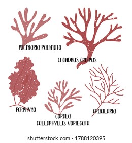 Conjunto de algas comestibles. Algas rojas o Rhodophyta. Verduras marinas. Ilustración plana vectorial aislada en blanco