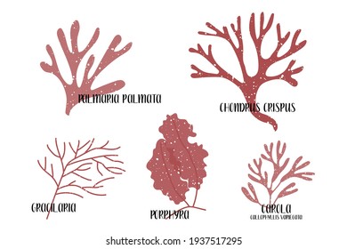 Set of edible seaweeds. Red algae or Rhodophyta. Porphyra, Gracilaria, Palmaria palmata, Chondrus crispus, Callophyllis variegata, Carola. Sea vegetables. Vector flat illustration, isolated on white