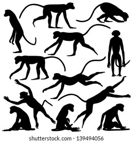 Set of editable vector silhouettes of langur monkeys in different poses