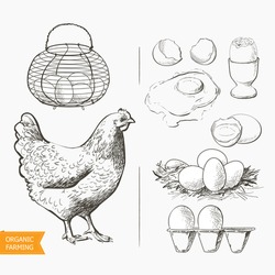 Set Of Eggs In The Vintage Antique-french-country Wire Egg Gathering Basket. Raw Eggs On White Background Vector Illustration