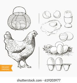 Set of eggs in the vintage antique-french-country wire egg gathering basket. Raw eggs on white background vector illustration