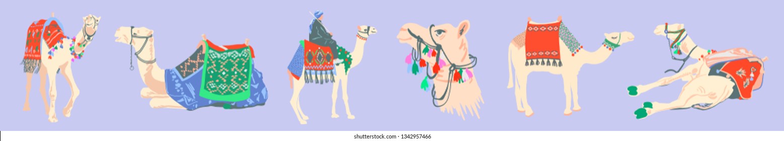 set of egyptian camel decorated with bright carpets and ornaments in minimalistic hand drawing style, vector illustration collection