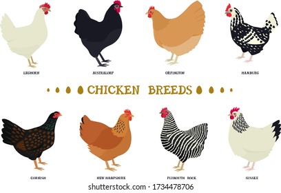 Set of eight breeds of domestic chicken Flat vector illustration Poultry farming set