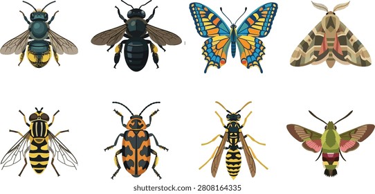 A set of eight detailed vector illustrations of insects including bee, carpenter bee, butterfly, moth, hoverfly, beetle, wasp, and hummingbird moth. Perfect for educational materials, entomology projects, nature themes, and decorative design resources.