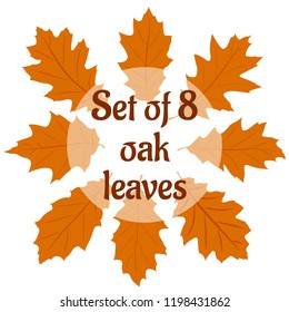 Set of eight different autumn orange oak leaves on white background