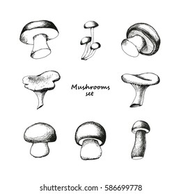 Set of eight hand drawn mushrooms. Vector black and white doodle sketchy illustration. Boletus, chanterelle, agaric and russala.