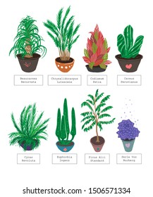 The set of eight house plants in pots. Collection with house plants - cactus, ficus, palm, etc. Flat illustration. Elements isolated from background. 