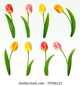 Set from eight tulips on a white background