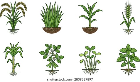 A set of eight vector illustrations showcasing agricultural plants with visible roots and soil. Includes rice with grains, grass, corn with broad leaves, wheat with spiked head, sugarcane stalks, potato plant with flowers, radish leafy vegetable and basil herb. Ideal for farming graphics, agriculture branding, botanical projects, educational campaigns and creative plant‑related content.