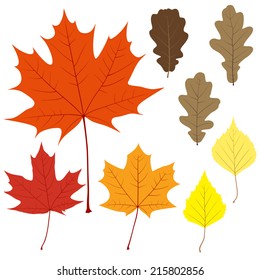 Set of eight vector leaves for your design