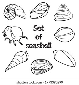 Set of eight vector seashells in black vector line. Set of sea and ocean shells - rapeseed, mollusks, snails and scallops. Isolated on a white background. Can be used for business cards and website.