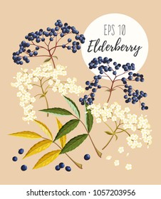 Set of elder flowers and berries