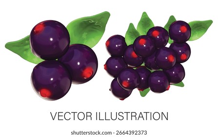 Set von Holunderbeeren - Drei Beeren und ein Bündel mit Blättern, Vektorgrafik auf weißem Hintergrund