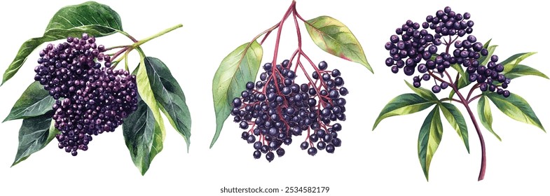 Set of Elderberry Watercolor Illustration. Hand-Drawn Organic Elder for Healthy Eating and Diet. Floral Seasonal Sambucus Design for Magazine, Poster, Card, and Menu Cover