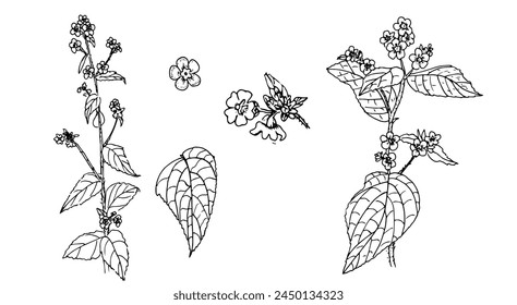 Set of elegant black and white linear illustrations of wildflowers Pentaglottis sempervirens, hand- drawn in the style of sketches, design elements and decor for wedding and greeting cards