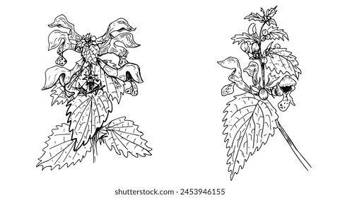 Conjunto de elegantes ilustraciones lineales en blanco y negro de flores silvestres Lamium maculatum, dibujado a mano en el estilo de bocetos, Elementos de diseño y decoración para bodas y tarjetas de felicitación