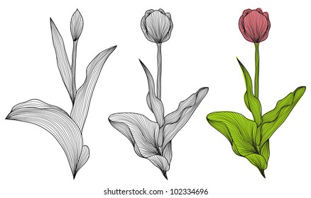set of elegant decorative tulip flowers for your design
