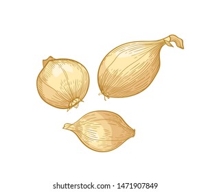 Set of elegant detailed drawings of onion bulbs. Raw fresh organic ripe vegetables, edible crop or cultivar hand drawn on white background. Natural realistic vector illustration in vintage style.