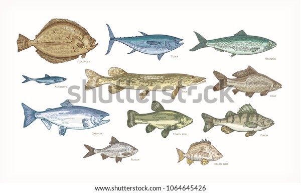 Set of elegant drawings of fish isolated on white\
background. Bundle of underwater animals or creatures living in sea\
and ocean. Colorful vector illustration hand drawn in vintage\
engraving style.
