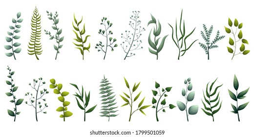 Set of elegant green herbs, tropical leaves, leafy plants. Decorative illustration for design. Vector illustration 