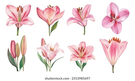 Set of elegant pink lily watercolor illustrations showcasing different blooming stages and artistic styles, perfect for design and decor.
