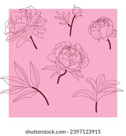 Conjunto de líneas elegantes de peonía rosa y roja realista