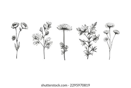 A set of elegant simple wildflowers in neutral black and white colors. Simple and graphic shape, hand drawn line wedding herb and invitation save the date card.