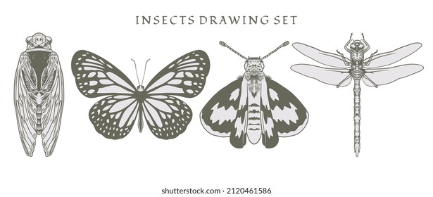 Set element of insects, beetle, dragonfly, and butterflies of many species in hand drawn vintage vector illustration. Isolated  image hand draw contour on a white background.