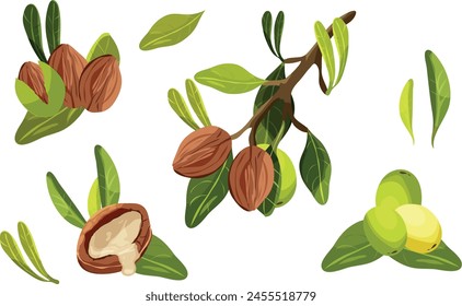 Set of element of tree Argan. Nuts and plants of argan oil. Natural oils and cosmetics. Beauty concept.	