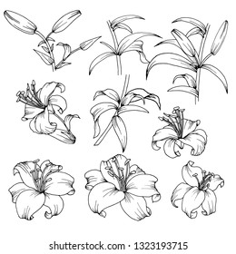 set of elements in black and white, flowers and leaves of lilies