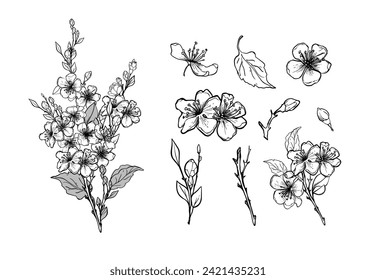 Set of elements of a blossoming branch of sakura, apple tree, peach. Realistic line drawing of beautiful flowers with buds and leaves for logo, wedding design. Vector illustration.