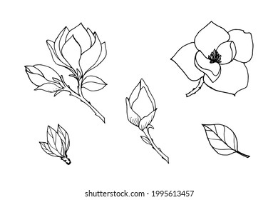 Conjunto de elementos de ramas flores de magnolia, hojas, brotes, dibujo de contorno negro con relleno blanco. Plantilla de ilustración vectorial para un diseño diferente.