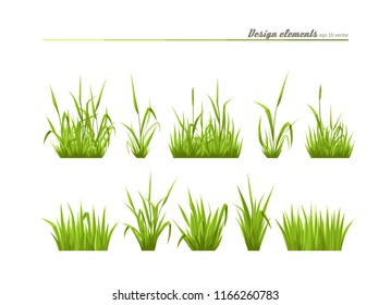 Set of elements for design - meadow green grass. A vector.