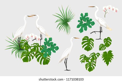 Set of elements for design with tropical plants, palm leaves, monsters, orchids and white heron birds.  Colored vector illustration.

